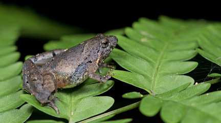 Beautiful Frog, Frog , Frog on green leaf , Frog of Thailand