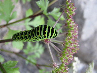 Green larva