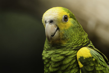 Panama amazone