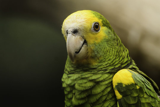 Panama amazone