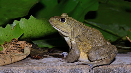 Beautiful Frog, Frog , Frog on the rocks , Frog of Thailand