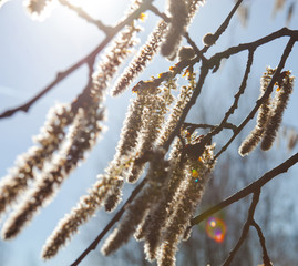 Flowering catkins of a poplar