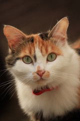 Chat tricolore