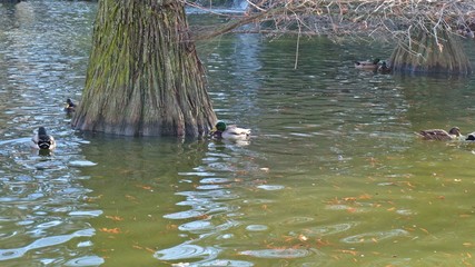 Retiro Park in Madrid