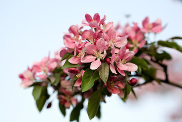 The flowering pink Apple-tree