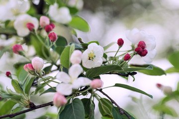 the lush blooming of the Apple tree