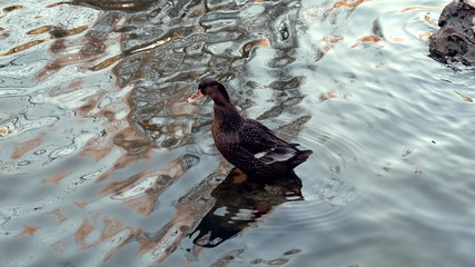 Duck in the pond