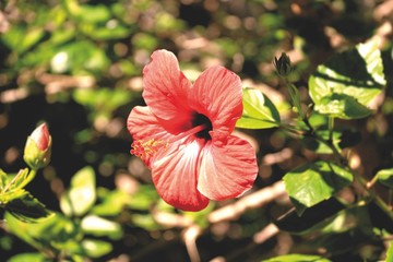 Hibiskus-Blüte,Hibiscus rosa-sinensis, Rosa de China Chinesische Rose © wendeliu