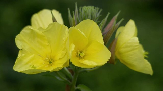 11005 evening primrose oenothera time lapse quick
