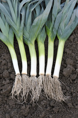 Leeks