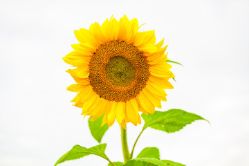 Obraz premium isolated sunflower in the sunlight