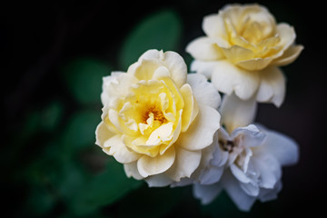 closeup of beautiful yellow rose