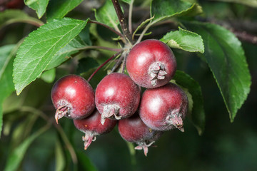 Small ripe paradise apples