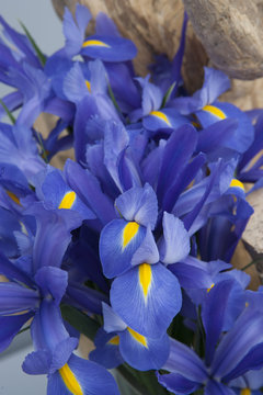 Blue Lillies. Keukenhof. Netherlands. Spring. Flowers