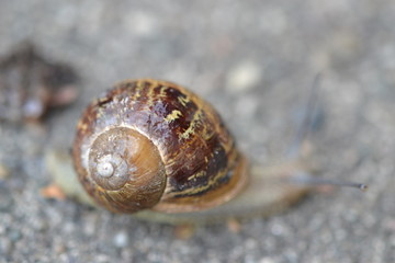 Schneckenhaus Close-up