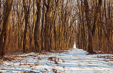 Small country road in winter forest with sunshine on trees