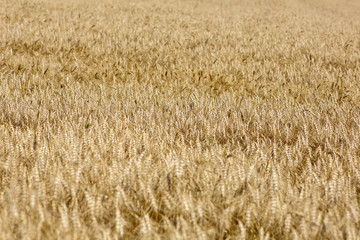Yellow grain ready for harvest growing in a farm field
