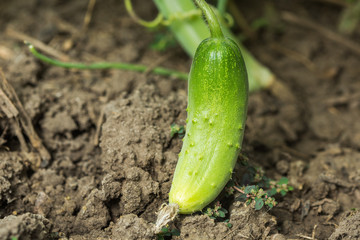To grow cucumbers in the greenhouse