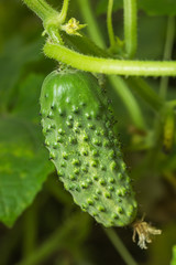 To grow cucumbers in the greenhouse