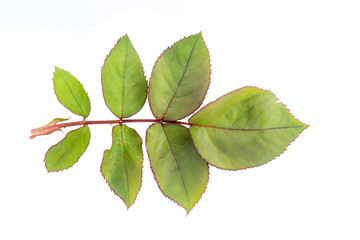 Fototapeta premium Red rose leaf isolated on a white background. Herbarium series.