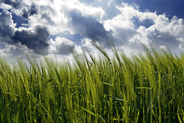 Getreidefeld im Sommer