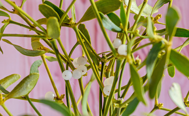 Fototapeta premium Viscum album, mistletoe branch, family Santalaceae, white berry