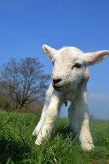 Spring Lamb