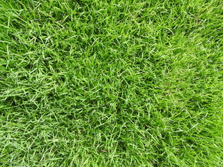 Green grass background