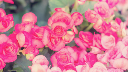 beautiful pink begonias in the garden, pastel color.