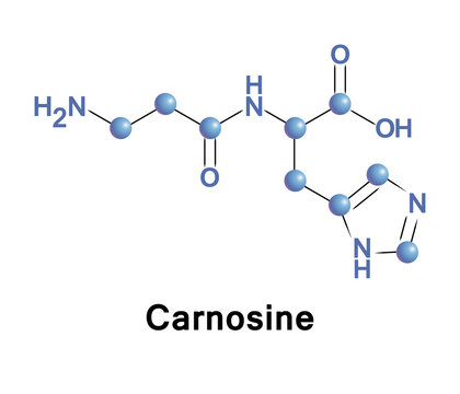 Carnosine, beta-alanyl-L-histidine, is a dipeptide molecule, made up of the amino acids beta-alanine and histidine. It is highly concentrated in muscle and brain tissues.