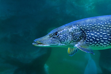 Naklejka premium the aquarium inhabitants of the underwater world