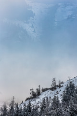 trees in a blue haze in the winter in the mountains, spruce and pine