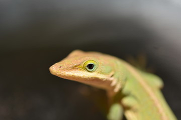 Lizard