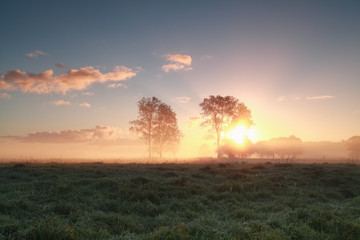 beautiful sunrise behind trees on grassland