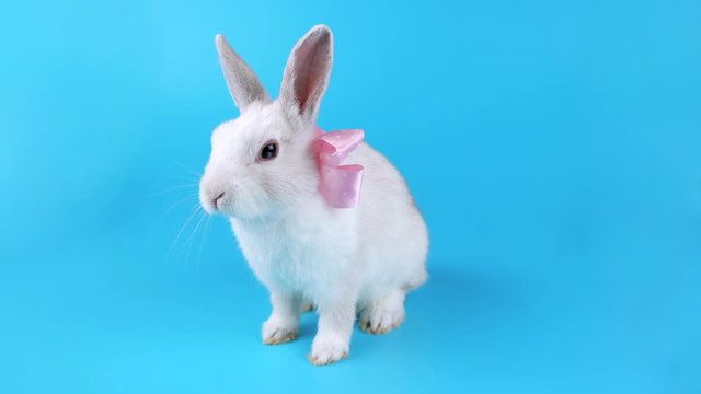 Funny white bunny with pink bow sits and looking around, ready for chroma key
