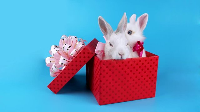 Lovely couple of rabbits with pink bows, relaxing in the present box, Valentine's day sale concept, ready for chroma key
