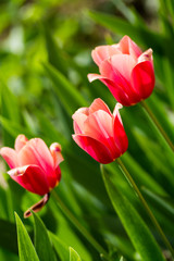 Beautiful delicate pink tulips on the flowerbed