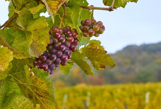 Weintraube an der Rebe rot in mitten gelb verf&auml;rbter Weinberge und Reben