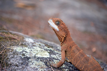 Australian Eastern Water Dragon (Itellagama lesueurii) on colourful lichen covered sandstone rock, Royal National Park, Sydney. Face molting exposing white scales.