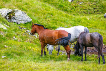 Obraz premium Horse herd on the pasture in the mountains