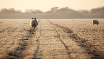 Obraz premium Norfolk horn sheep pregnant and walking the track away from the camera on a frosty cold winters morning