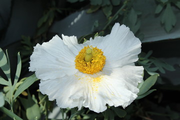 Obraz premium White and yellow 