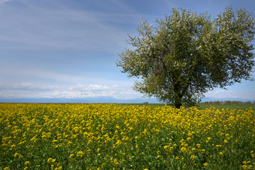 Lone Tree with Yellow Flowers