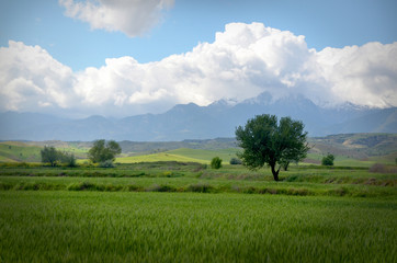 Fototapeta na wymiar Green Fields with Tree and Mountains