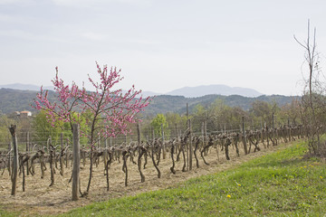 Fototapeta na wymiar Frühling in Istrien