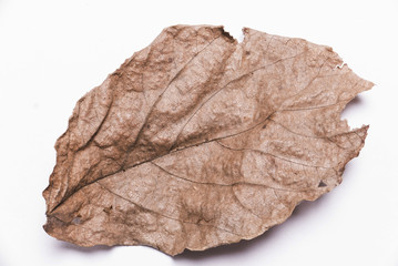 Dry leaves, Heap of dry leaves. isolated on white background.