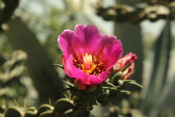 Obraz premium Magenta 