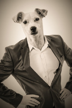 Man with a dog's head: Businessman with the head of a Jack Russell
