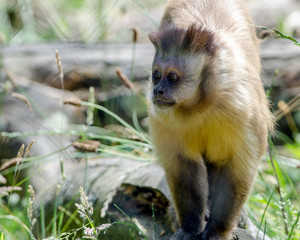 Fototapeta na wymiar Capuchin Monkey