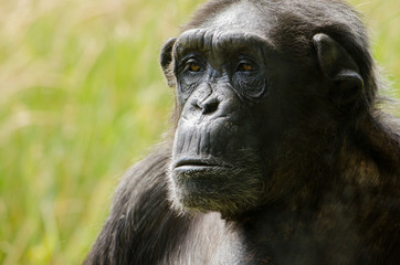 Chimpanzee 4